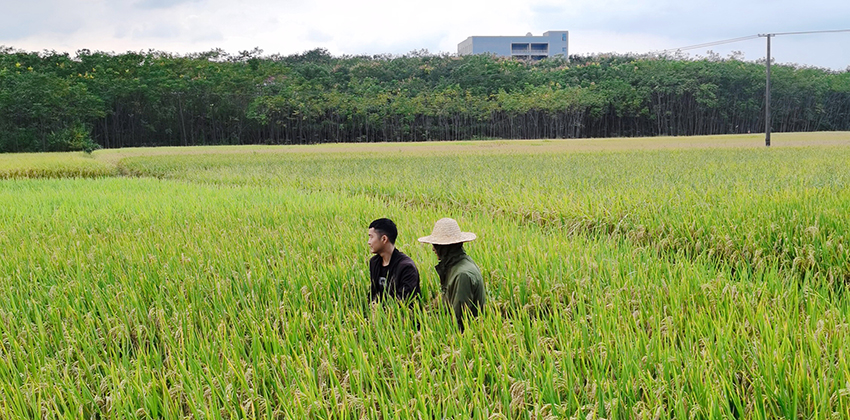 2020年9月30日对实施后的土壤种植出的农作物进行采样检测)