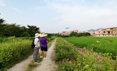 2020年阳江市植保植检和种子土肥环保管理站耕地安全利用试验示范项目