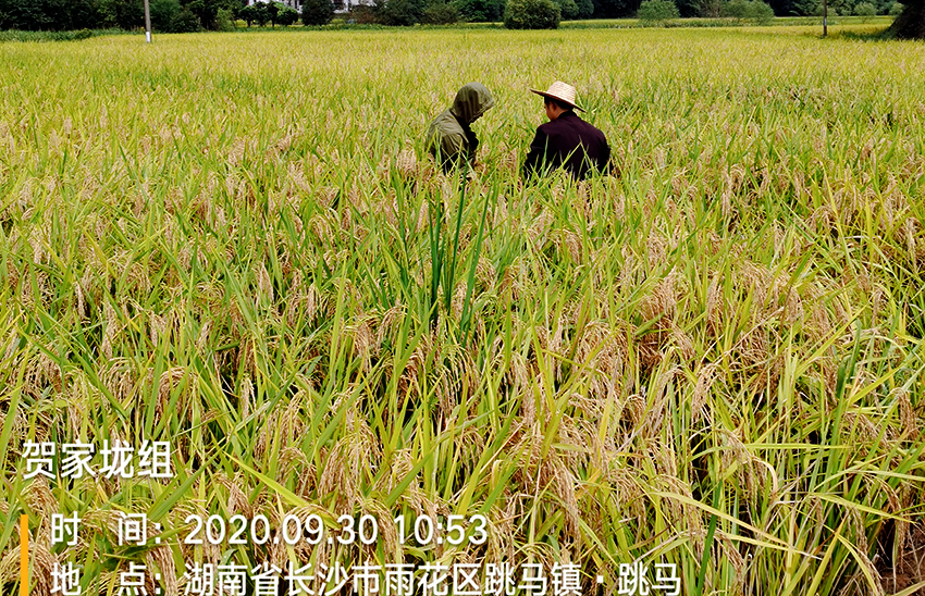 2020年长沙市雨花区农业农村局受污染耕地安全利用采购项目